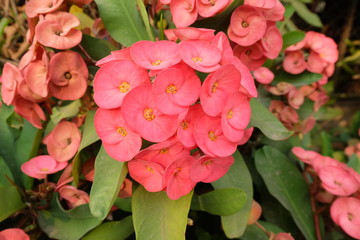 Wall Mural - pink flowers in the garden