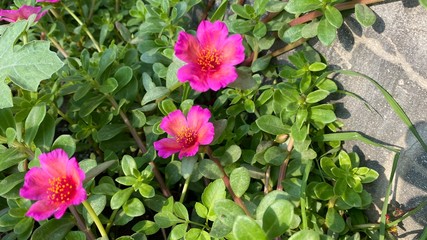 Wall Mural - macro shot of a beautiful and portulaca flower. pink and yellow flower on a green background. in the
