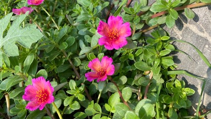 Wall Mural - macro shot of a beautiful and portulaca flower. pink and yellow flower on a green background. in the