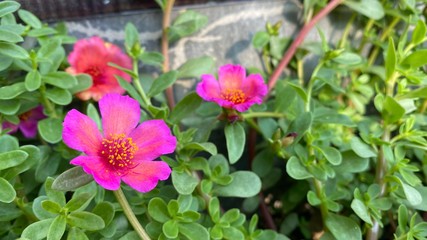 Wall Mural - macro shot of a beautiful and portulaca flower. pink and yellow flower on a green background. in the