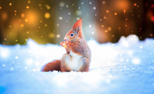 Squirrel Sitting In The Winter In The Snow And Falling Snowflakes Around