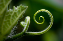 Macro Photograph Of A Spiral Shaped Plant