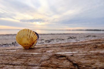 Poster - Scallop shell standing upright on a wooden surface with  the shore on the background  at dusk