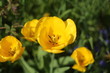  Yellow tulip closeup blurred background