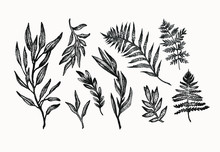 Fern Botanical Hand Drawn Illustration Set. Isolated Graphic Design Elements For Your Creative Projects. Delicate Forest Drawings For Tattoos, Wedding Invitations, Posters, Art