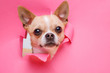 Portraite of cute puppy chihuahua climbs out of hole in colored background. Little smiling dog on bright trendy pink background. Free space for text.