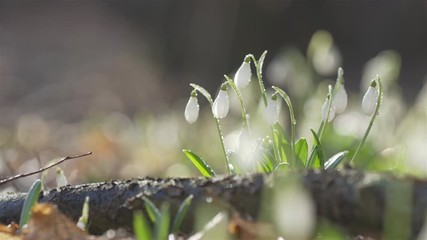 Wall Mural - tender spring flowers snowdrops harbingers of warming symbolize the arrival of spring. white bloomin
