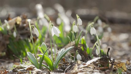 Wall Mural - tender spring flowers snowdrops harbingers of warming symbolize the arrival of spring. white bloomin