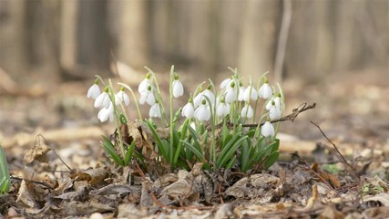 Wall Mural - tender spring flowers snowdrops harbingers of warming symbolize the arrival of spring. white bloomin