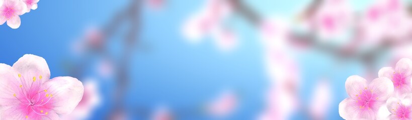 Wall Mural - panoramic sakura cherry blossoms 234x60 size website half banner background. 3D Illustration Clip-Art with Floral spring design and copy space in pink, white and blue