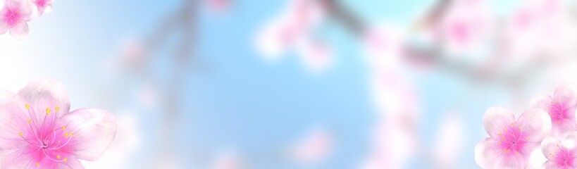 Wall Mural - panoramic sakura cherry blossoms 234x60 size website half banner background. 3D Illustration Clip-Art with Floral spring design and copy space in pink, white and blue