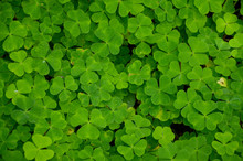 Green Background With Clover Seamless Background  Green Clover Leaves 