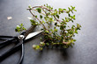 © Andrew Scrivani - Close up view of thyme