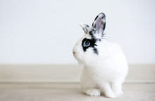 A Black And White Lionhead Mixed Breed Rabbit With Blue Eyes