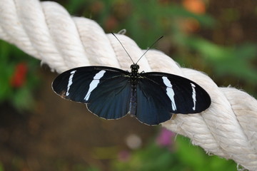 Mariposa negra y blanca