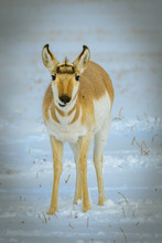 A Young Pronghorn Antelope Turns To Look