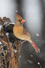 Wall Mural - Northern Cardinal