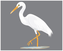 Isolated White Heron Vector Design