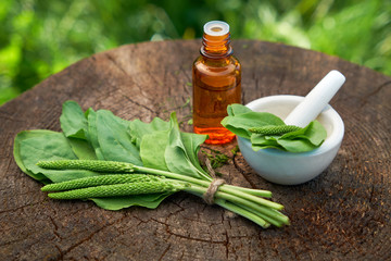 Wall Mural - Bottle of plantain infusion or tincture, mortar and green Plantago major leaves on wooden stump outside. Herbal or homeopathic medicine.