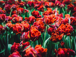 Wall Mural - Beautiful bouquet of tulips in the garden ,nature background.