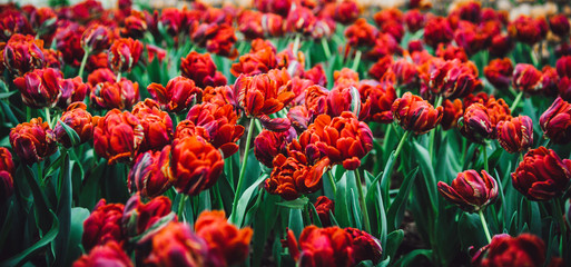 Wall Mural - Beautiful bouquet of tulips in the garden ,nature background.