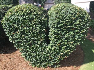 Heart Shaped green plants in the garden