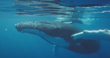 Underwater View Of Humpback Whale Swimming Very Close To The Camera And Waving Its Pectoral Fin And Tail, Swimming With Whales On Vacation
