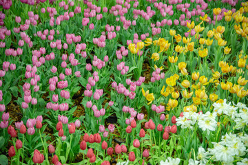 Wall Mural - Tulips flower in the garden background