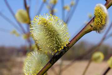 Wall Mural - spring april twigs with flowering buds wild willow outdoor macro