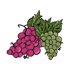 Canvas Print - grapes fresh fruits isolated icon