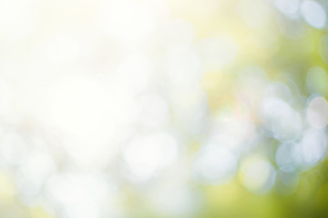 Wall Mural - green leaf background blurred leaves, circular bokeh, abstract from beautiful leaves, green nature c