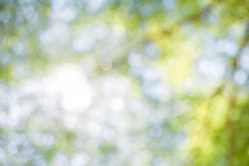 Wall Mural - Green leaf background Blurred leaves, circular bokeh, abstract from beautiful leaves, green nature concepts and for design images and computer screens.
