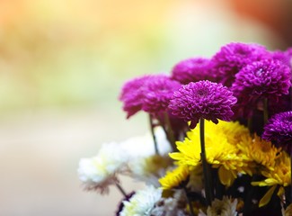 Wall Mural - purple flowers on a black background