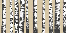 .Birch Grove. Vector Background. Hand Drawn Vector Illustration In Sketch Style.  Nature Template.