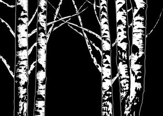 ..Birch trees. Vector background. Hand drawn vector illustration in sketch style. Image of nature on black background..