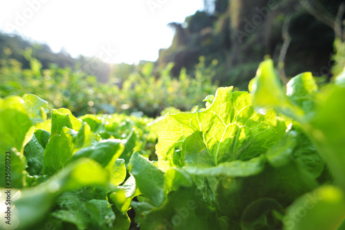Fotografía Green lettuce in growth at vegetable garden