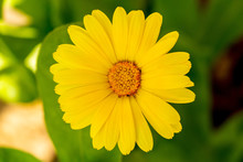 Pot Marigold Or  Calendula Flower, Close-up