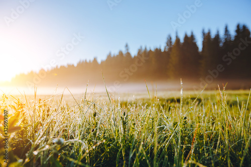 Fototapete - Fantastic meadow in the morning light. Locations place Durmitor National park, Montenegro.