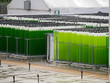 algae growing farm