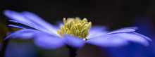 Moonflower Banner Mysterious Dark And Blue Macro With Selective Focus On Flower Petals And Yellow Flower Center With Pollen Pistils, Blurred Background
