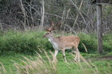 Fototapeta Zwierzęta - Beautiful male fallow deer standing in green grass