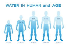 Water Level  Level,in The Human Body And Age Vector / Infographic