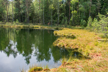 Wall Mural - Landscape of beautiful bog lake with green forest and blue sky background.