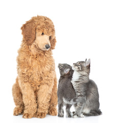 Poster - Royal poodle and two kittens look at each other. Isolated on white background