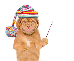 Poster - Smiling puppy wearing a warm hat holds a pointing stick and points away on empty space. isolated on white background