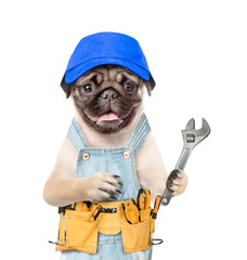 Pug puppy worker wearing blue cap, overalls with tool belt holds adjustable wrench. Isolated on white background