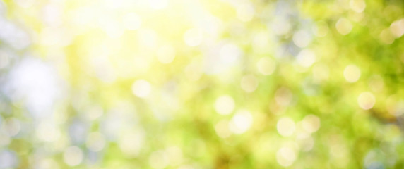 Wall Mural - green leaf background blurred leaves, circular bokeh, abstract from beautiful leaves, green nature c