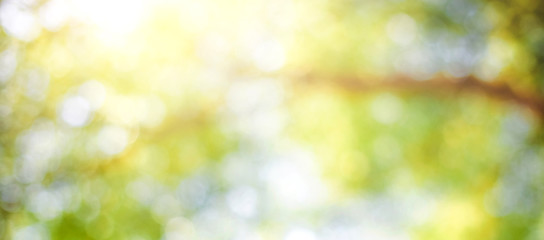 Wall Mural - green leaf background blurred leaves, circular bokeh, abstract from beautiful leaves, green nature c
