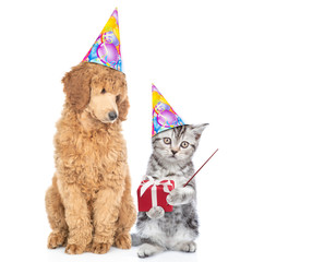 Poster - Dog and kitten wearing birthday`s hats. Cat holds gift box and points away on empty space. Isolated on white background