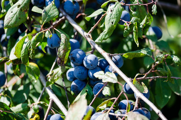 Plum Fruit Tree with Ripe Berries